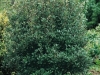 Osmanthus keterophyllus 